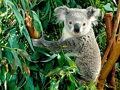 Hanging Out, Koala